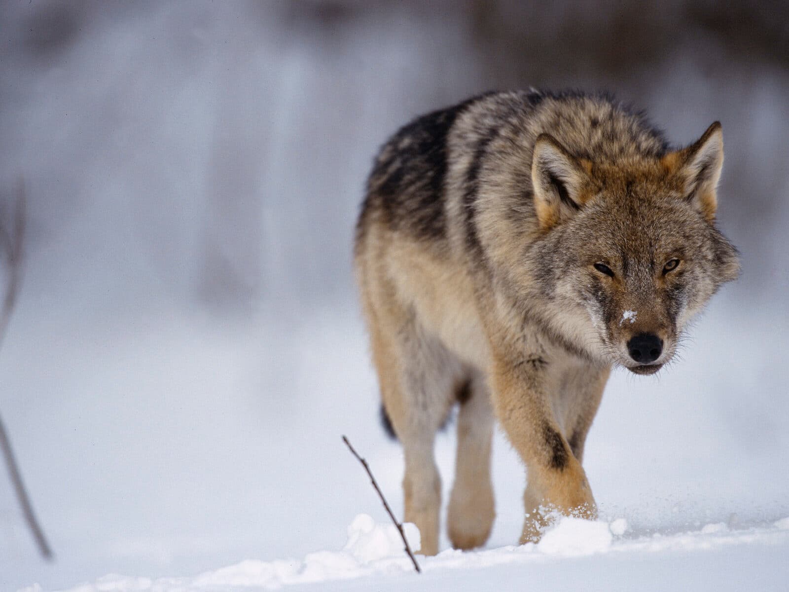 Wolf, Canis lupus, Toropets, Russia, controlled conditions