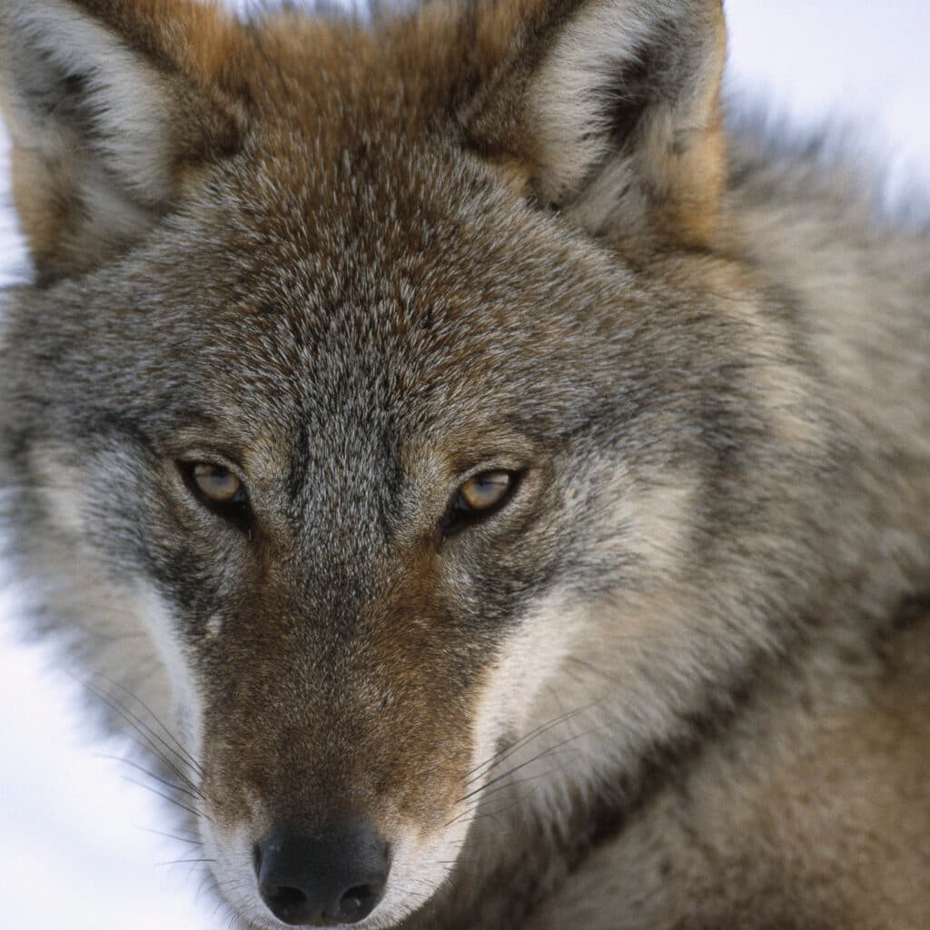 Wolf portrait, Canis lupus, Toropets, Russia, controlled conditions