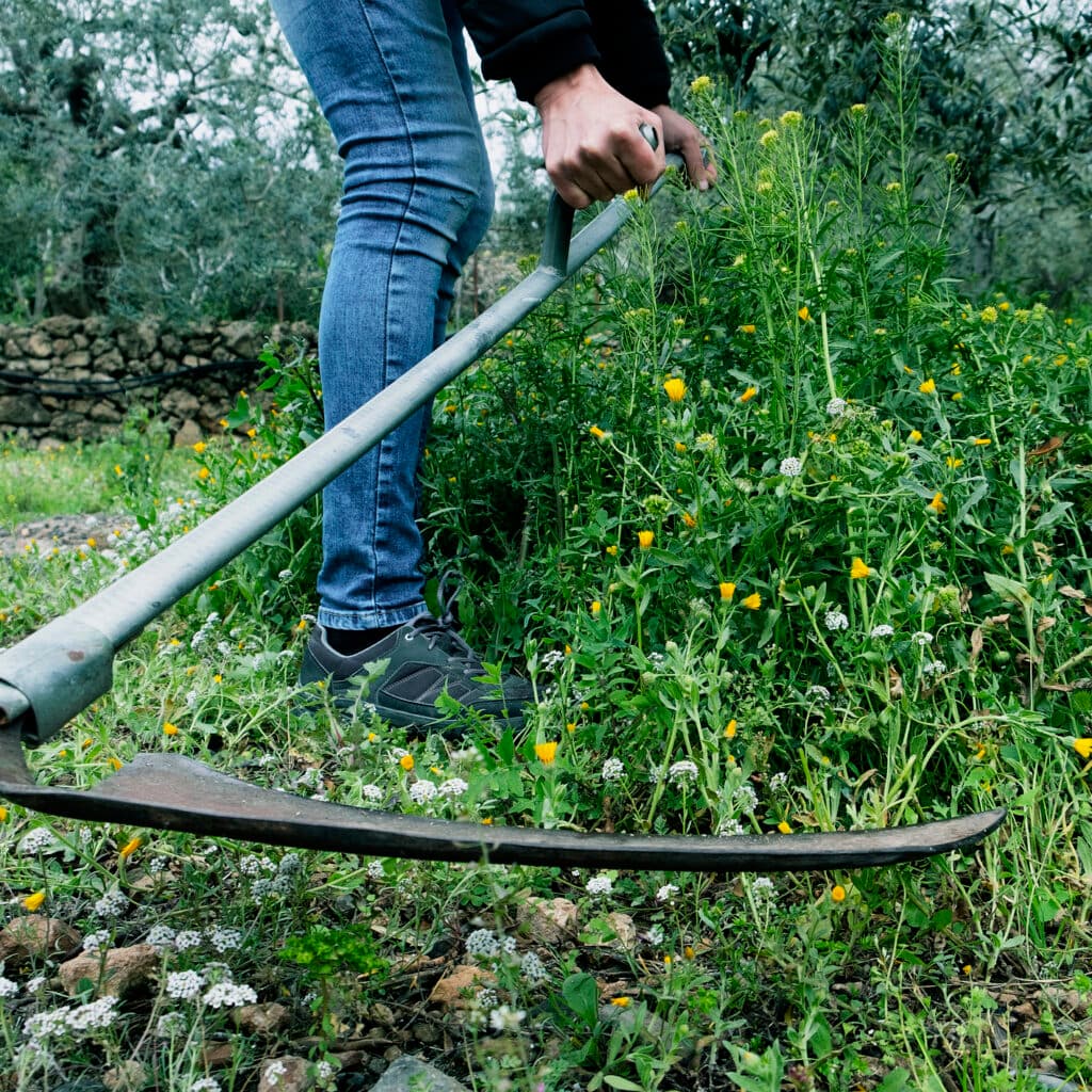 closeup of a young caucasian man mowing the grown grass of a farmland with a scythe