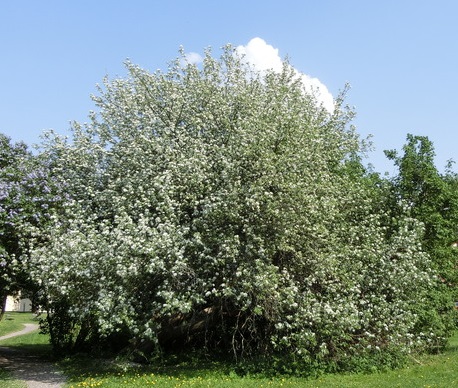 Äppelträdets beskyddare fick miljöpriset